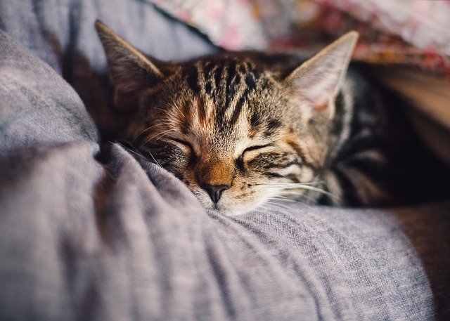spící kočka